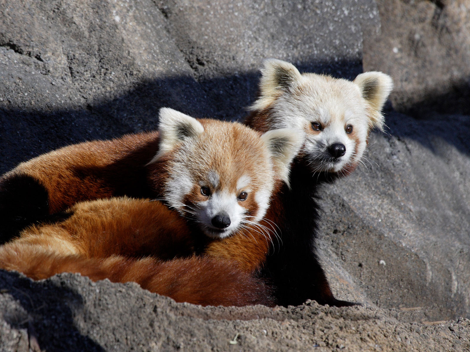 Panda roux originaire de l'Himalay il est végétarien
