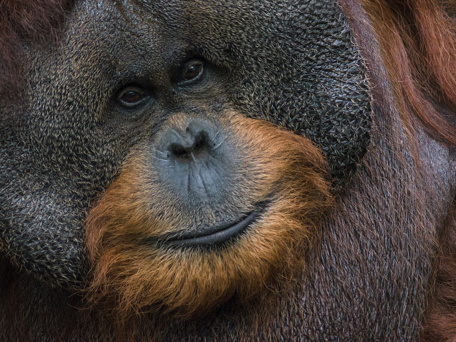 L'orang-outang est « en danger critique d'extinction : 288.500 individus en 1973 vers 47.000 en 2025.