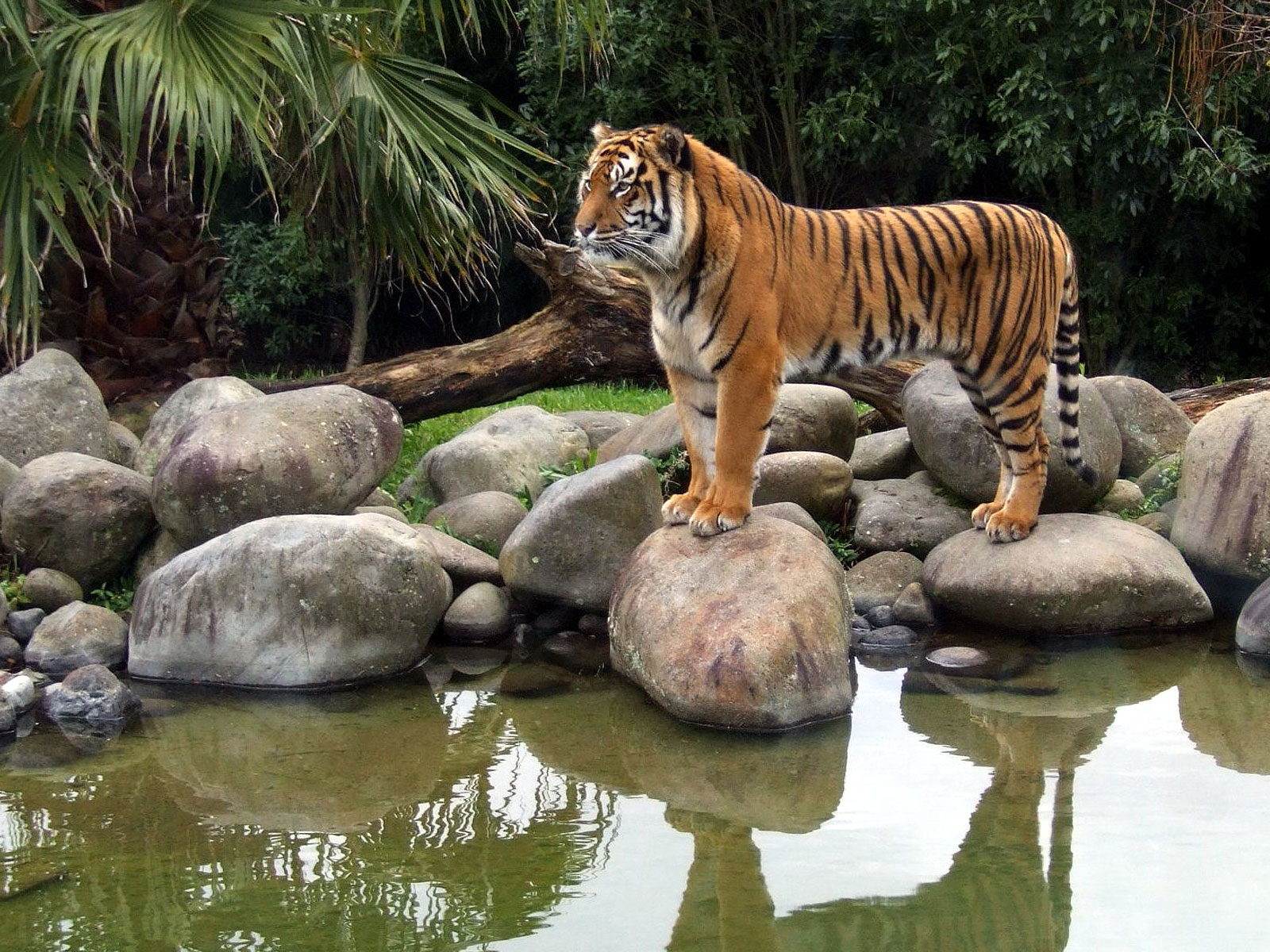 La chasse et l'extension de la présence humaine ont poussé le tigre sauvage au bord de l'extinction. Des contreforts de l'Himalaya aux régions isolées du nord-est en passant par les plaines du nord du pays, l'Inde compte une cinquantaine de réserves destinées à préserver l'animal. © fotolia
