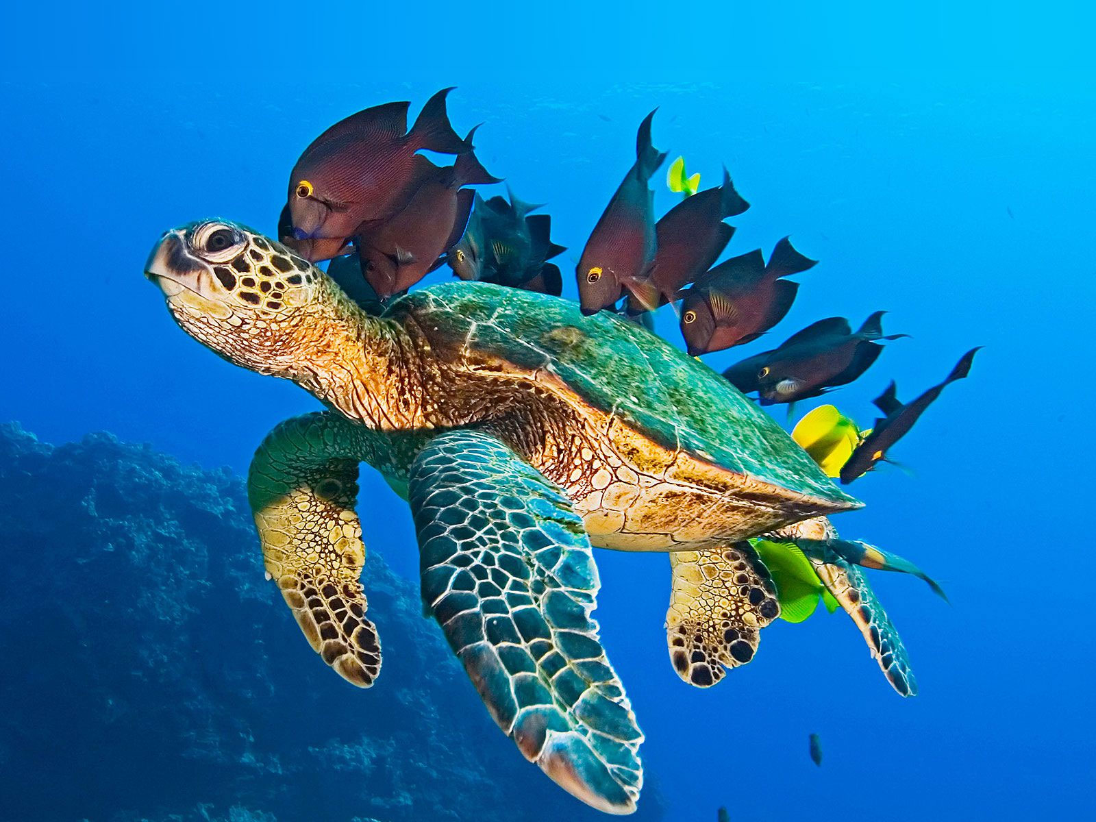 Voyage à dos de tortue de mer