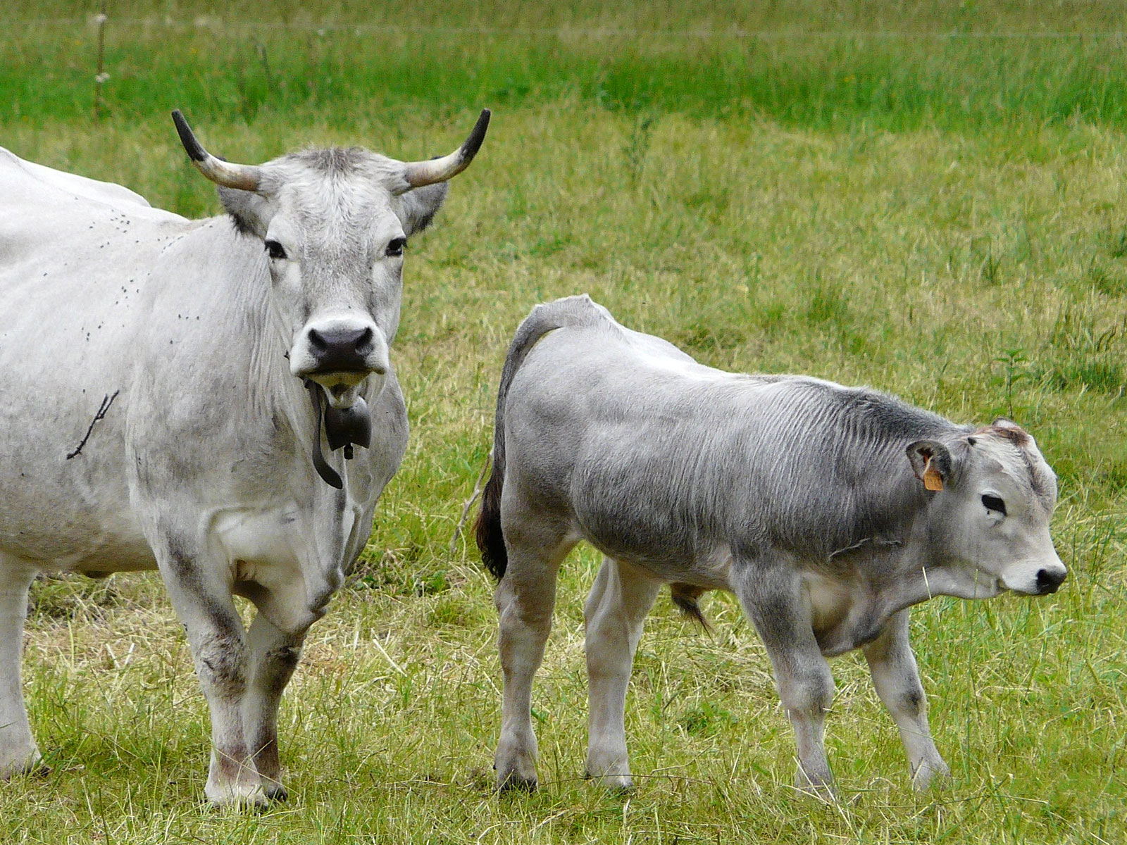 Vache et veau race gasconne