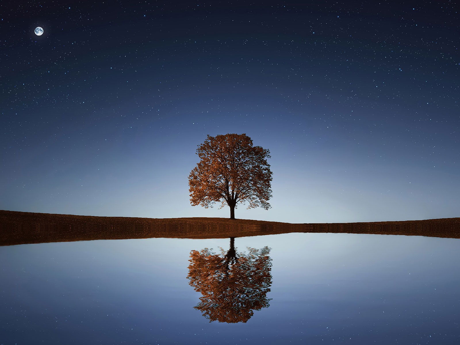 Crépuscule : l'arbre au miroir