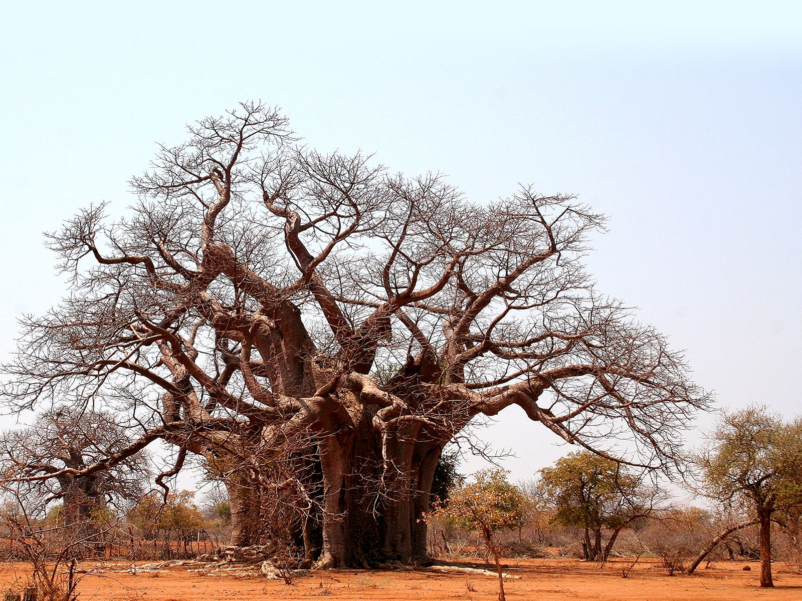 Baobab - Zimbabwe