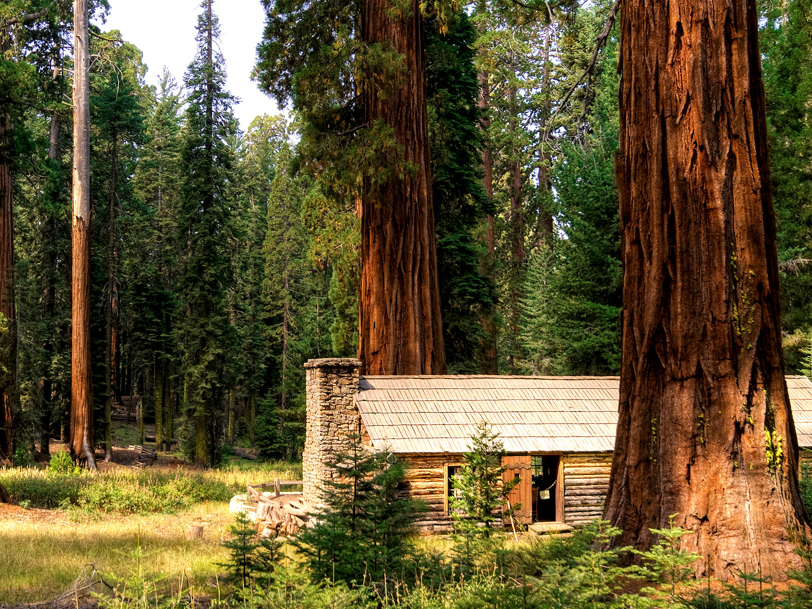 Cabane dans une forêt de séquoïa