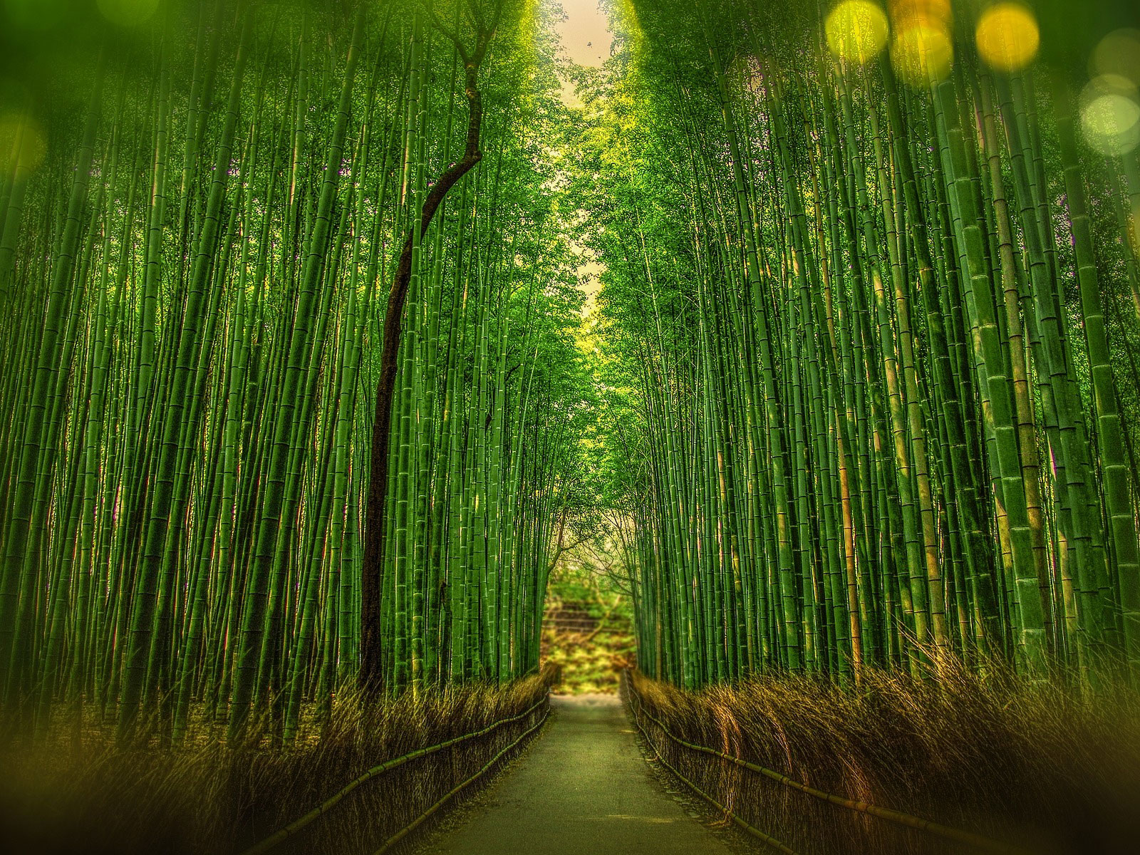 Le bambou est une herbe géante apparue il y a 200 millions d’années