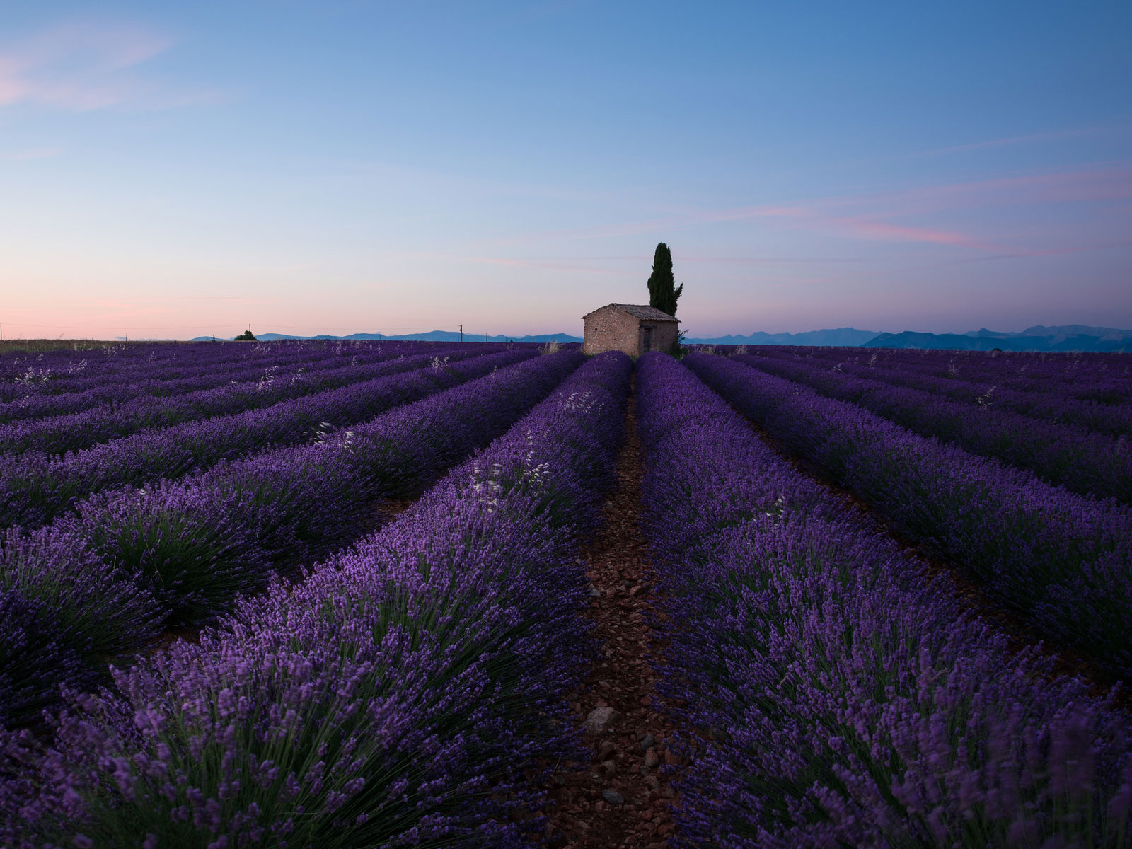 Provence, champs de lavande près de Valensole