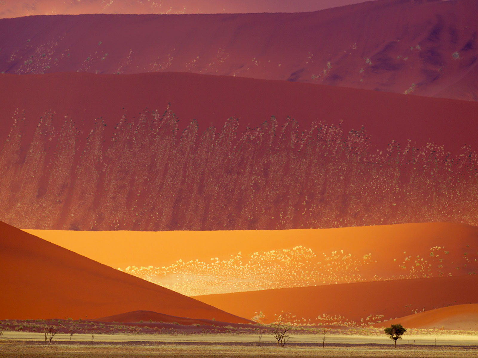 Dunes de sable dans le Parc National de Namib-Naukluft, Namibie
