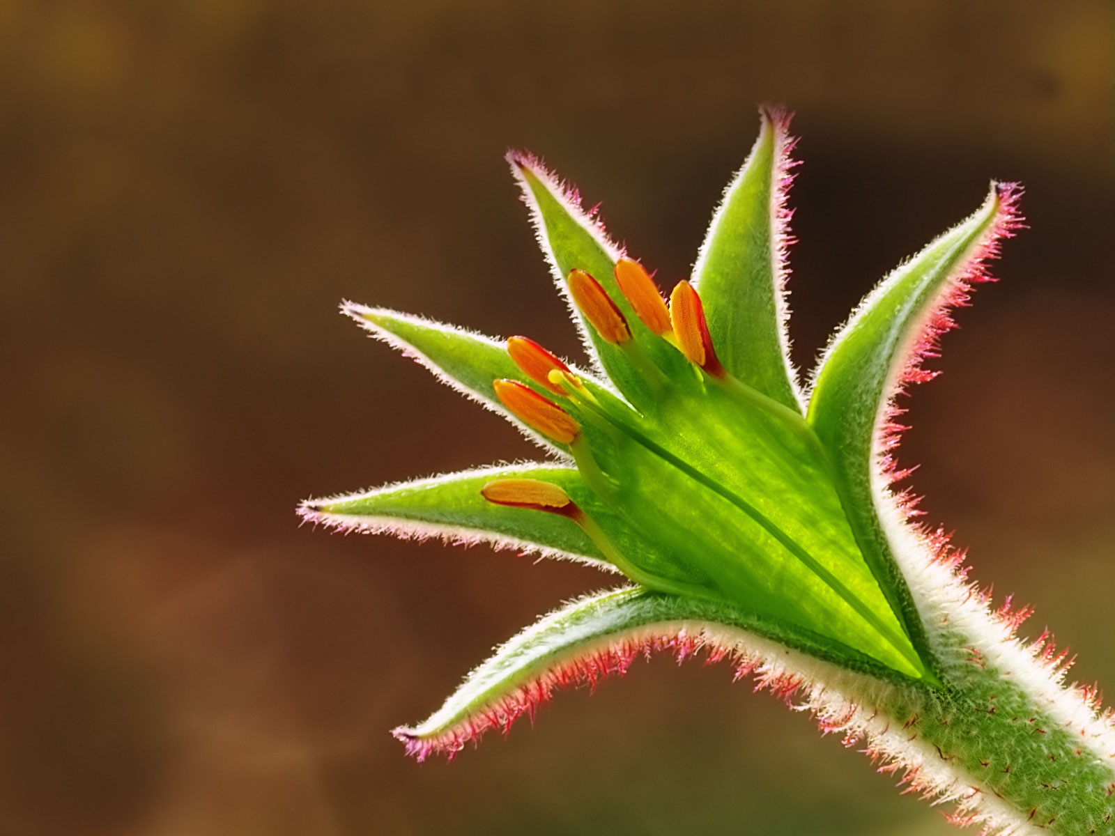 Fleur d'australie Anigozanthos manglesii