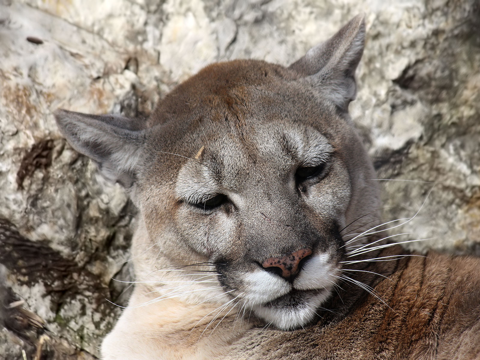 Cougar ou puma Puma concolor