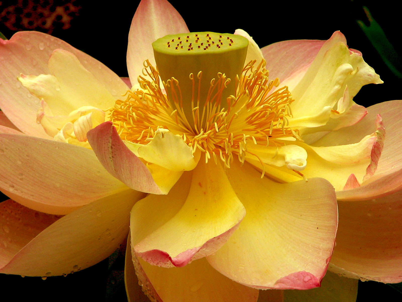 Lotus sacré - Inde