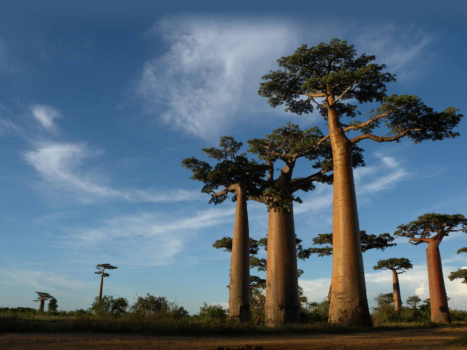Allée de baobabs - Madagascar