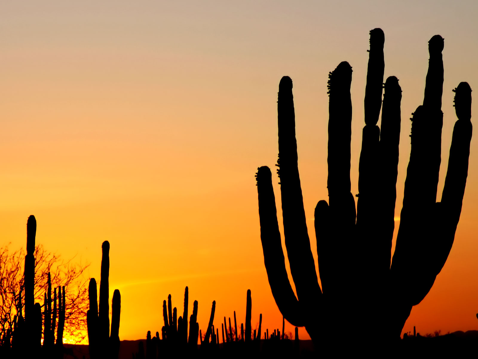 Coucher de soleil dans le désert de Sonora - Mexique