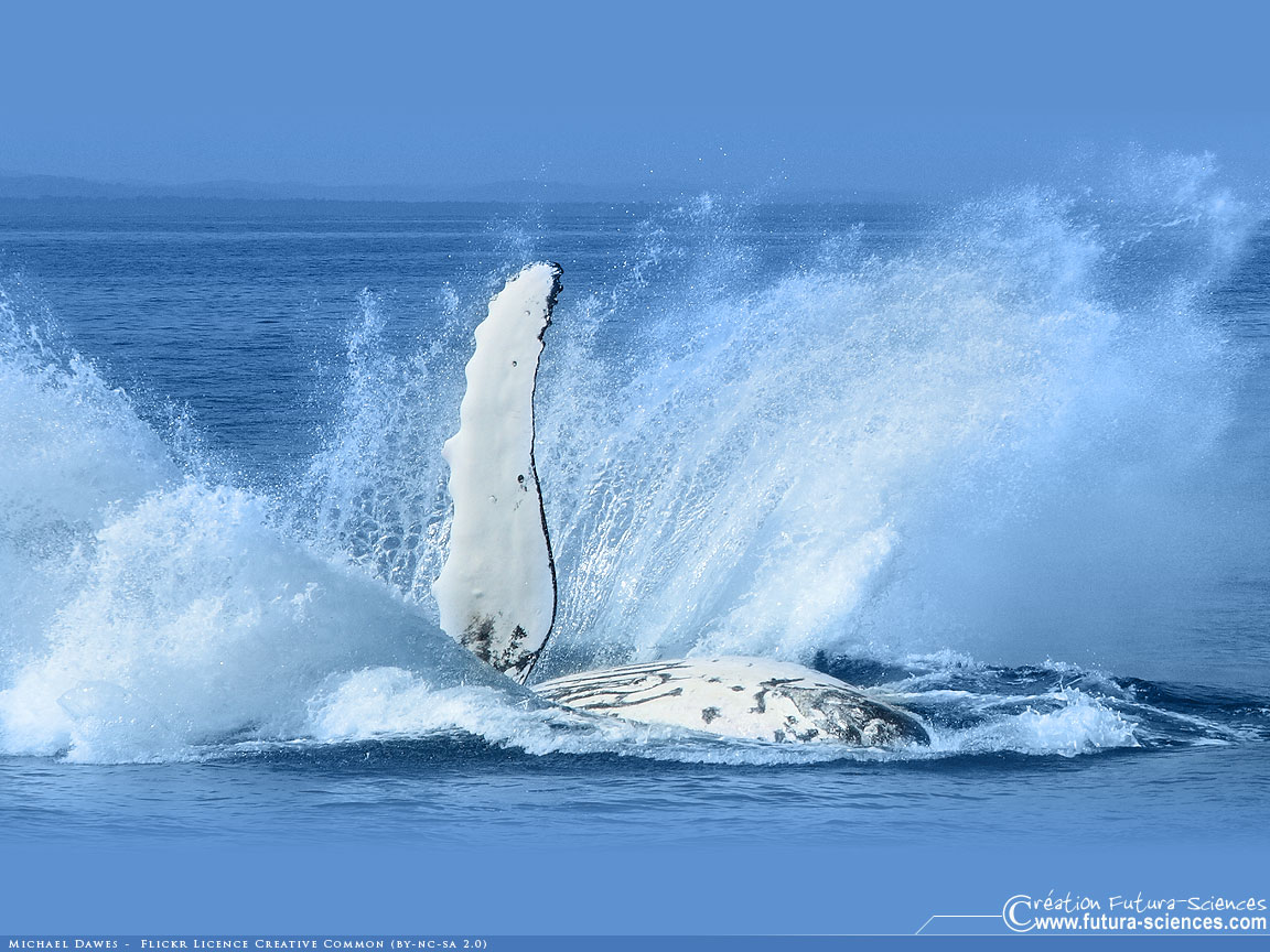 Baleine le grand saut