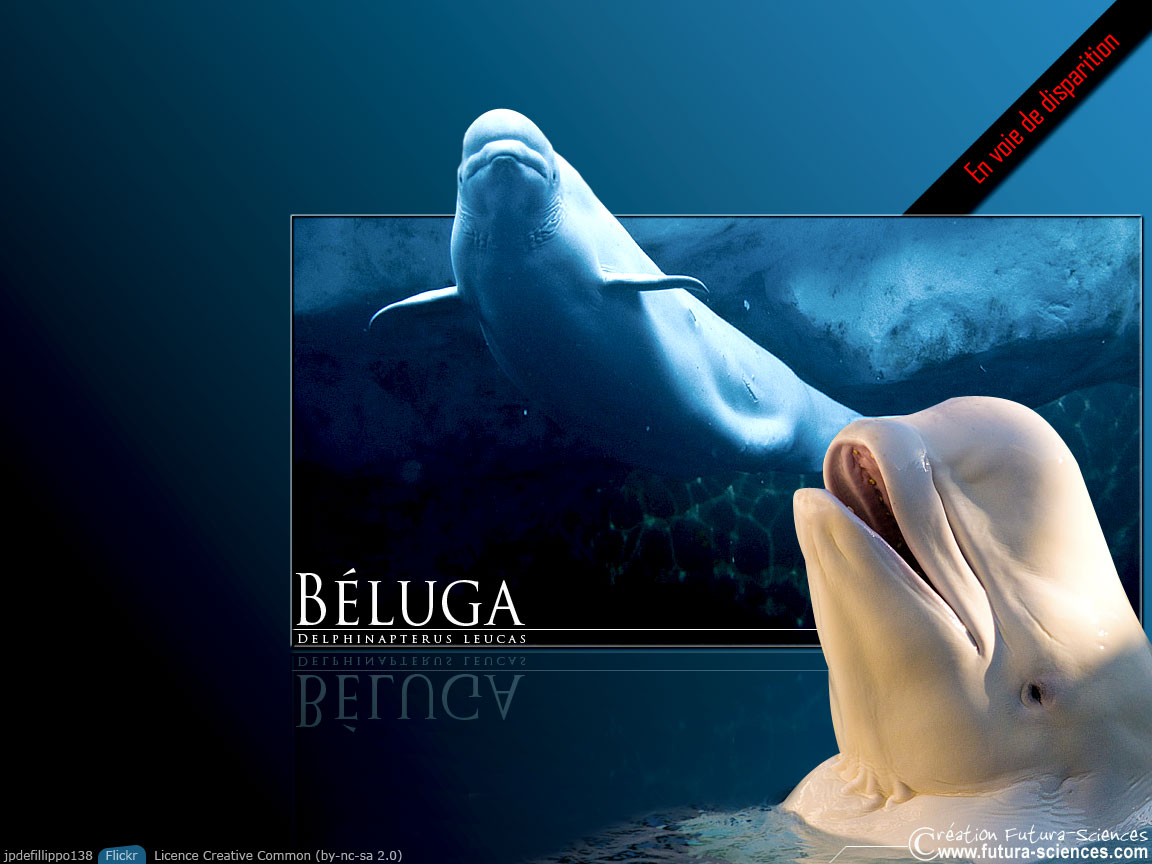 Beluga en voie de disparition !