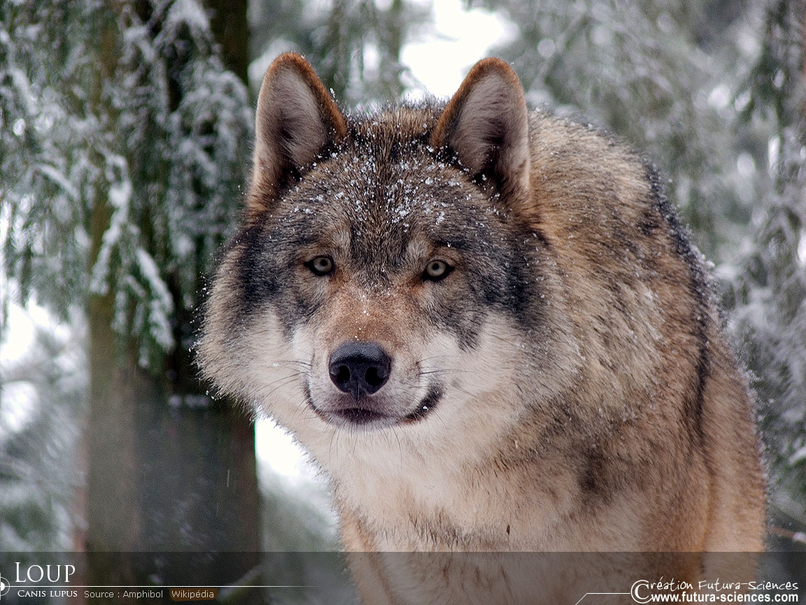 Loup, canis lupus