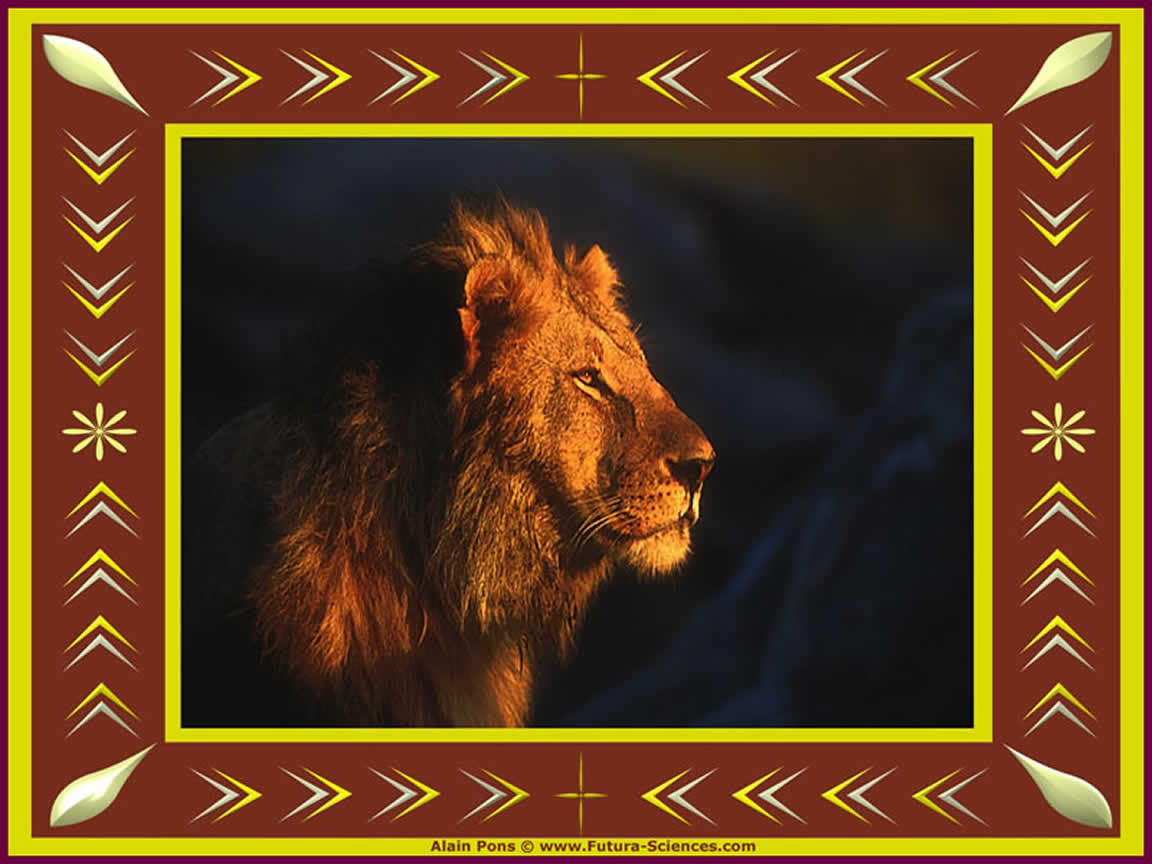 Lion, le roi des animaux