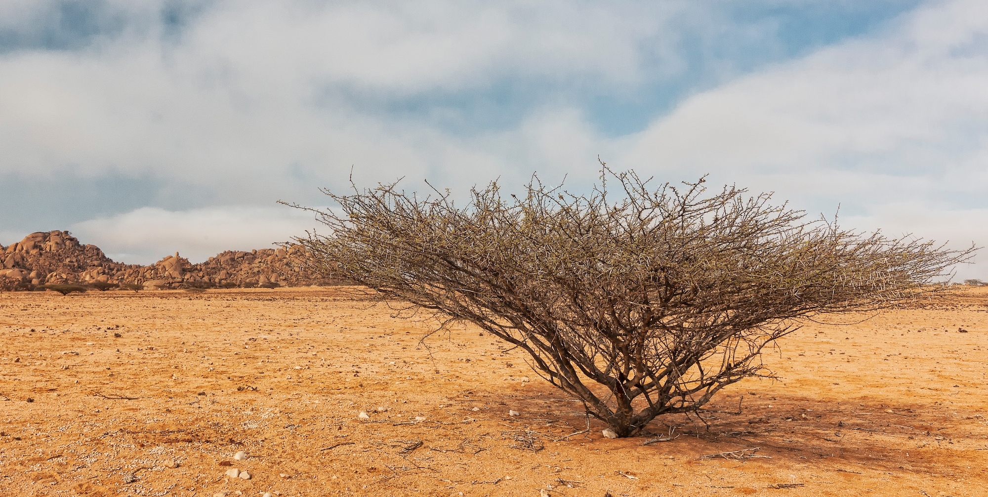 La saison de croissance des cultures souffre d'une sécheresse inédite au sud de l'Afrique. © silvapinto, Adobe Stock