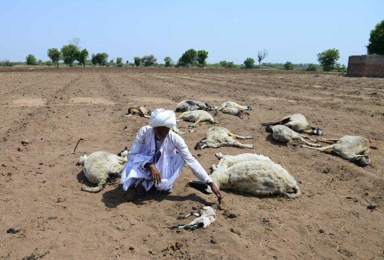 Les agriculteurs et éleveurs sont particulièrement touchés par la sécheresse et la vague de chaleur, comme ce berger agenouillé auprès de ses bêtes mortes, dans le village de Ranagadh, dans l'Etat du Gujarat. © Sam Panthaky - AFP/Archives