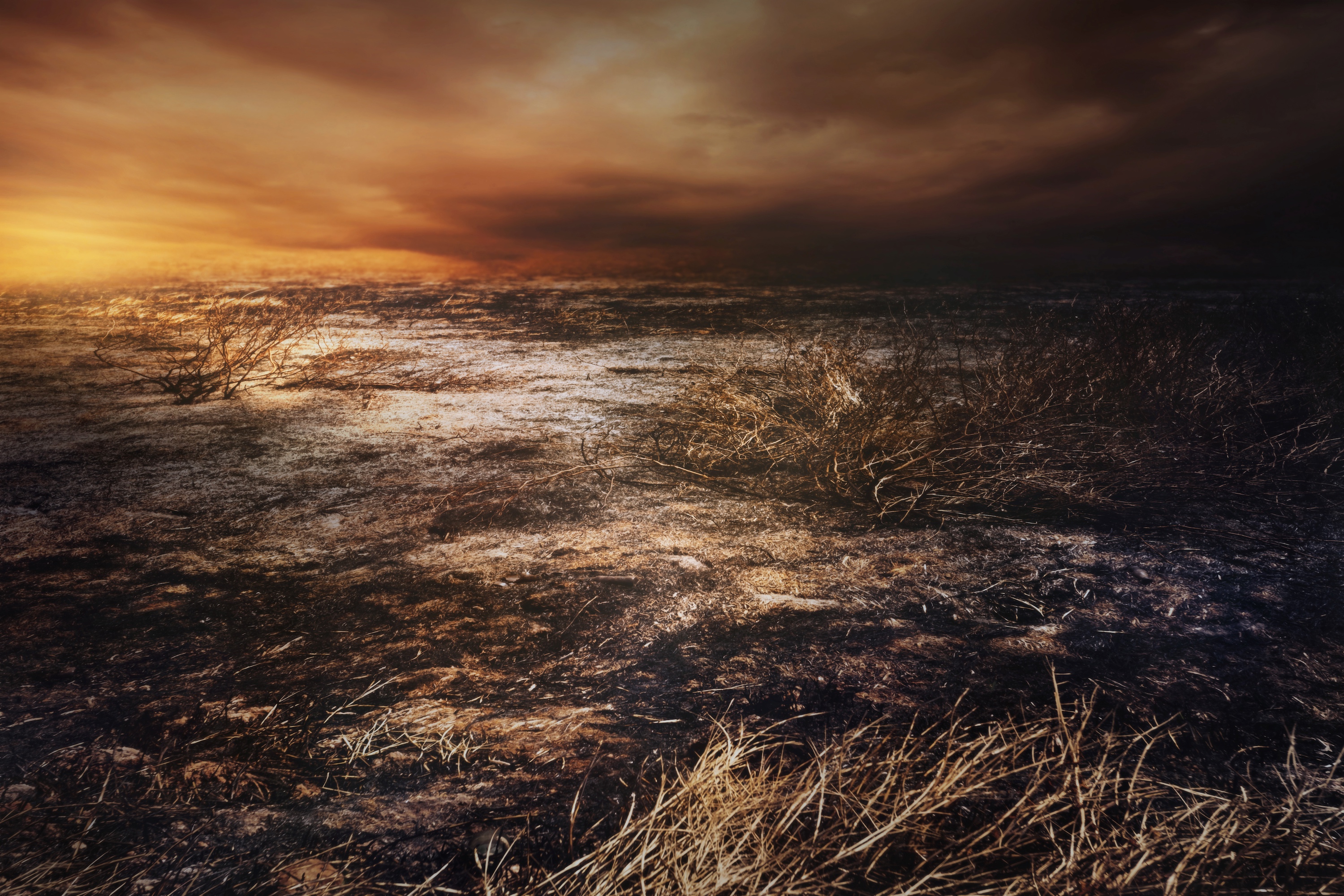La multiplication des feux de forêt met la planète — et surtout, ceux qui y vivent — en danger. Tout comme la pollution sonore et les perturbations dans les cycles de vie provoquées par le réchauffement climatique. © chokchaipoo, Adobe Stock