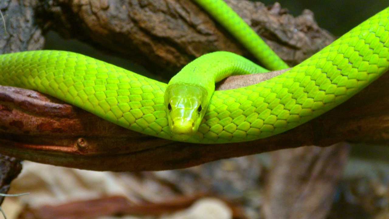 Les serpents, ces lépidosauriens, comptent parmi les reptiles, comme les tortues ou les crocodiles. © PeterKraayvanger, pixabay.com, DP