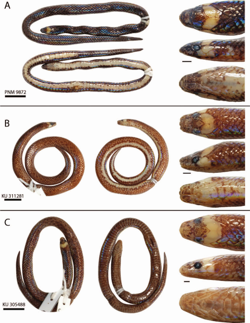 Le serpent du haut est l'holotype de l'espèce Levitonius mirus. C'est un mâle adulte. Les deux autres sont des paratypes, un mâle pour celui du milieu et une femelle pour le dernier, tous deux adultes également.&nbsp;© Jeffrey L. Weinell et al. Copeia 2020