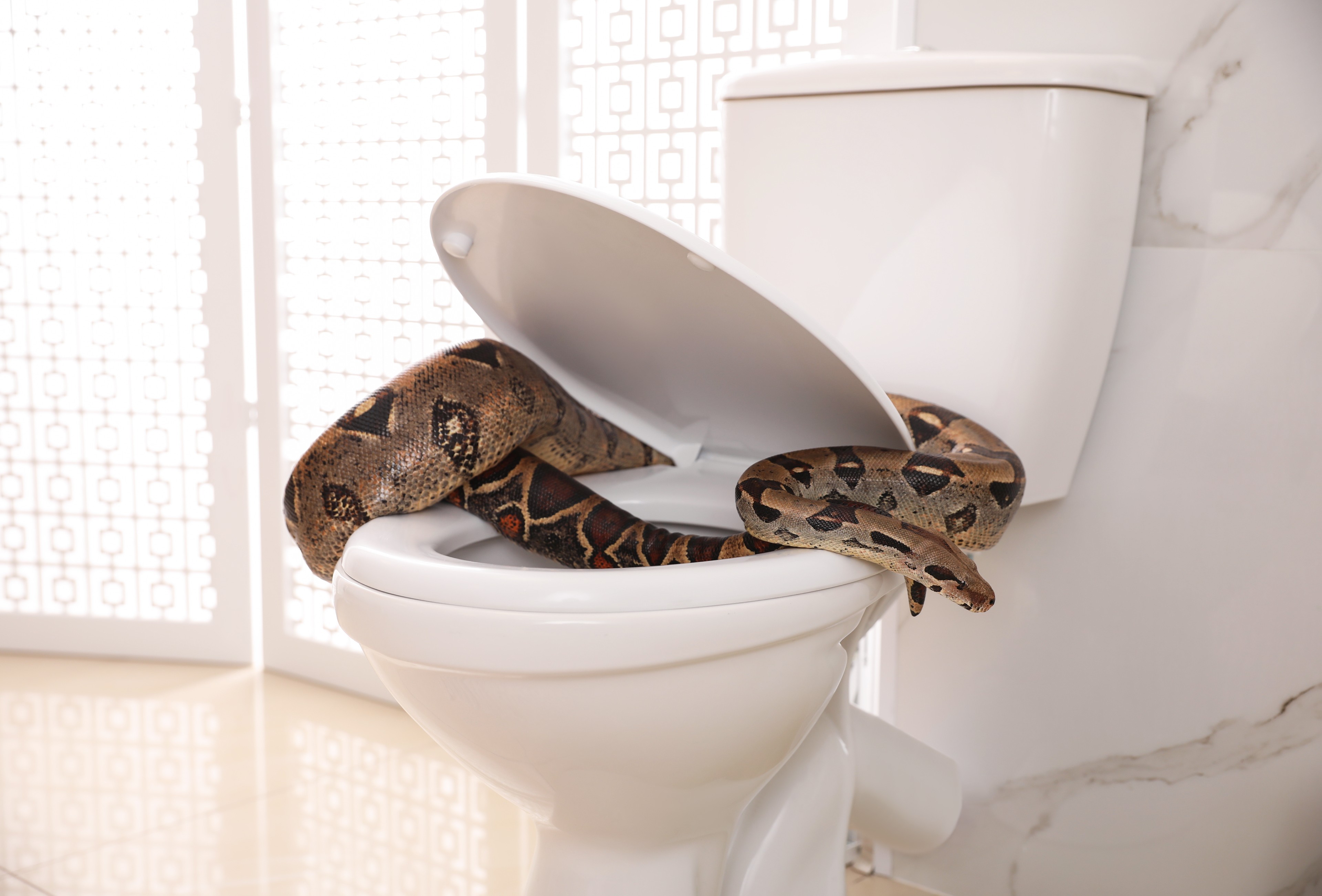 Un serpent qui sort des toilettes, ici un boa constrictor. © New Africa, Adobe Stock