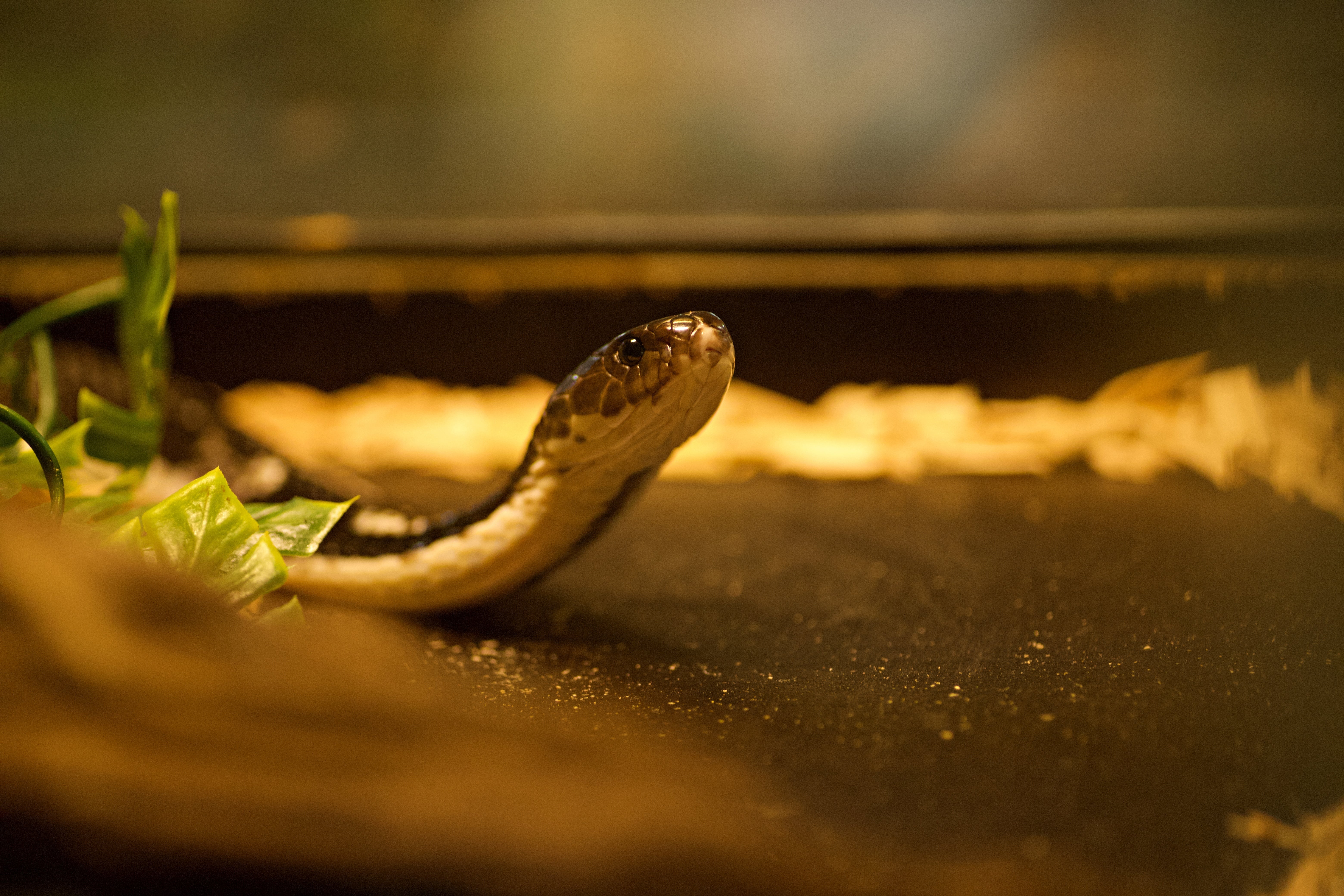 Les serpents venimeux sont des animaux qui ont avant tout peur de l'Homme. Que faire lorsqu'on en rencontre un ? © mathisprod, Adobe Stock