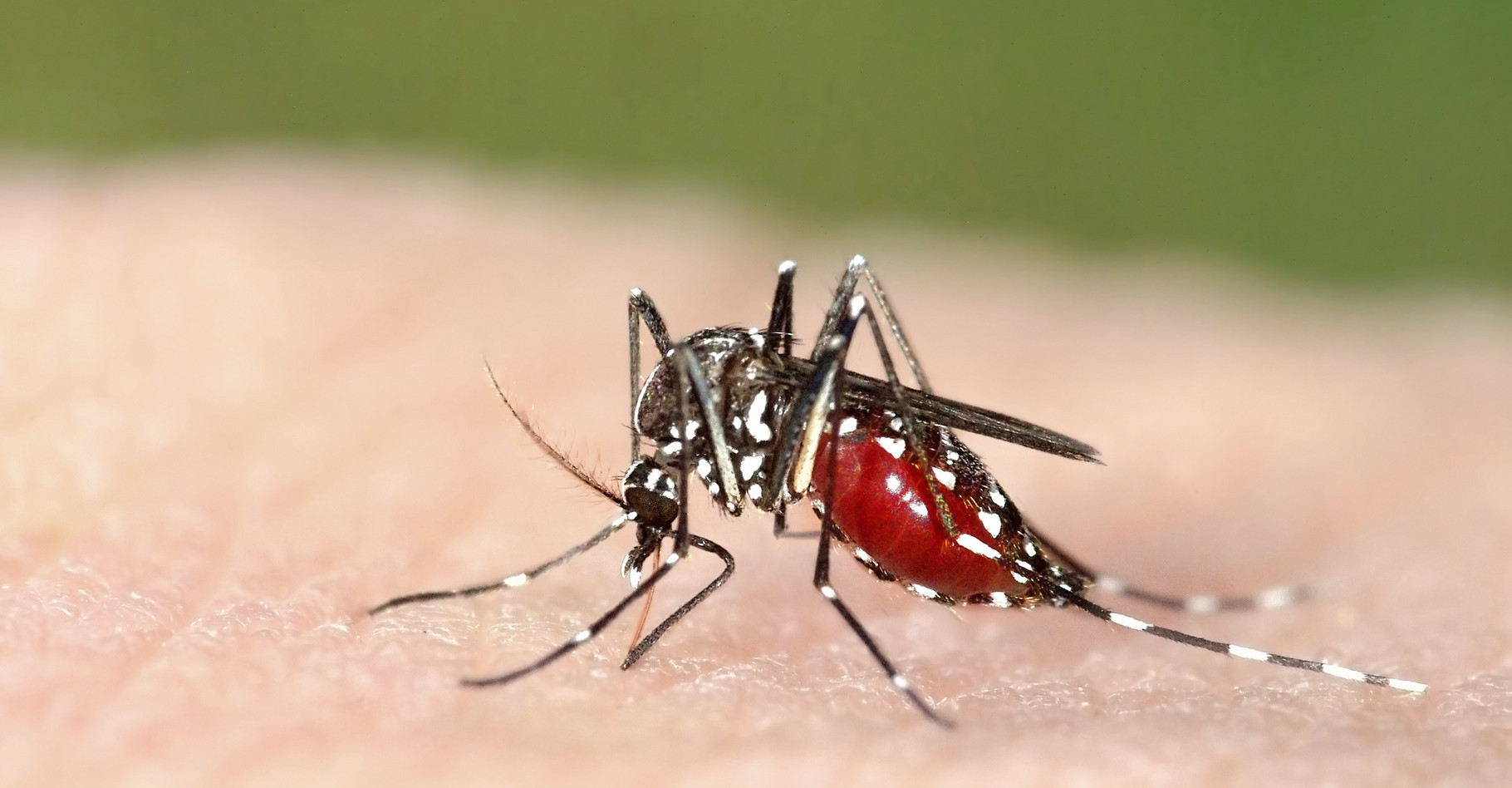 Le Plasmodium touche particulièrement des enfants en Afrique, d’où la nécessité de les protéger des piqûres de moustique notamment du moustique-tigre. © Marco Uliana, Shutterstock