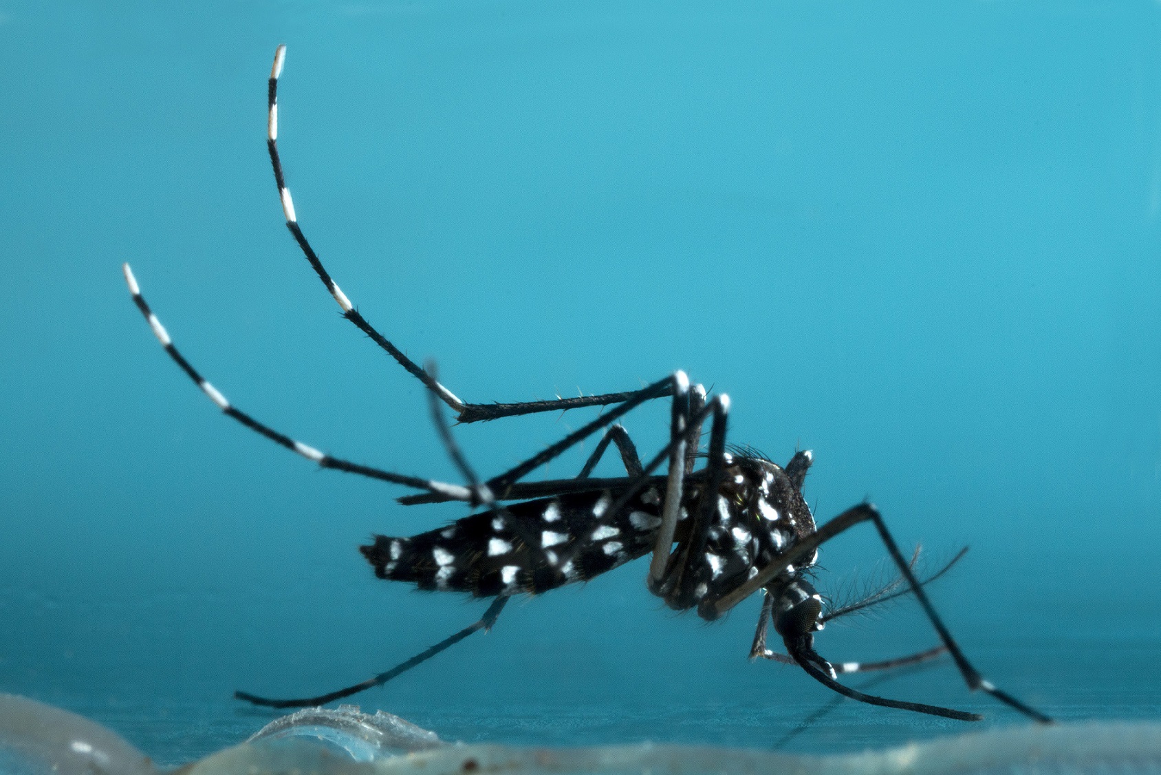 Parce que le moustique-tigre est implanté dans une trentaine de départements, le Zika pourrait aussi se propager en France métropolitaine. © InsectWorld, Shutterstock