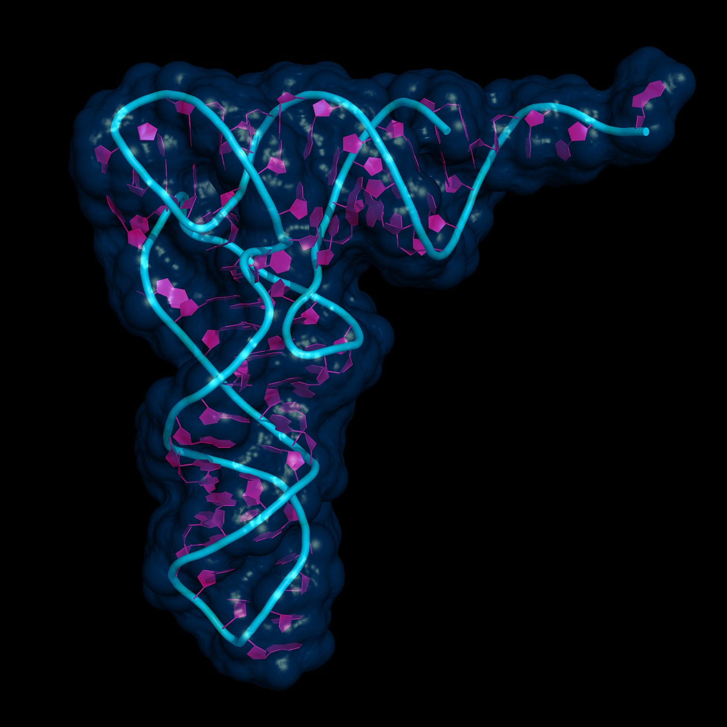 L’ARN est construit avec les nucléotides G, A, U et&nbsp;C, mais il porte aussi des nucléotides méthylés, ce qui complique l'alphabet. © petarg, Shutterstock