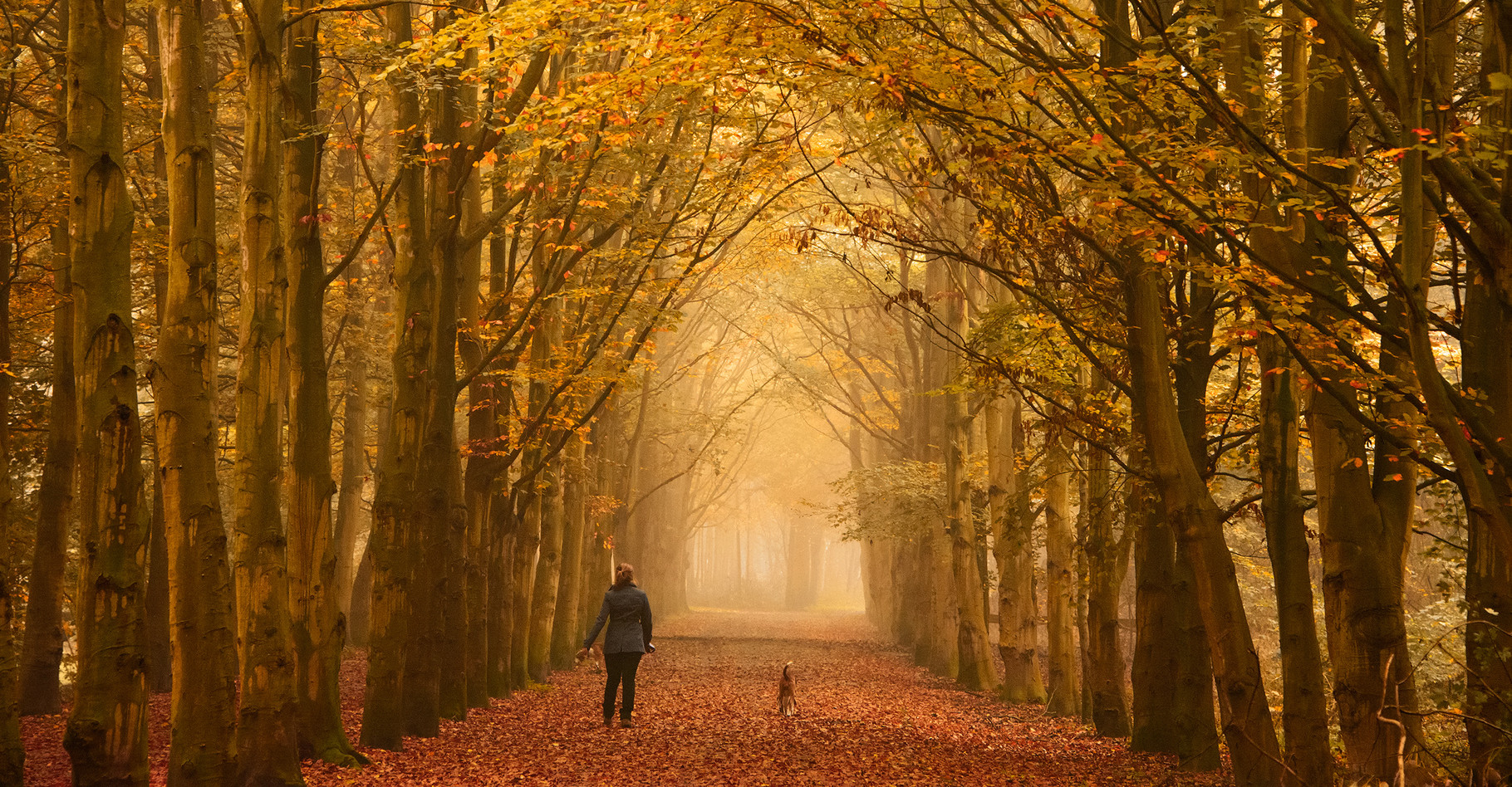Pour les habitants de l'hémisphère Nord, l'équinoxe d'automne marque la fin de l'été et le début d'une nouvelle saison lors de laquelle les arbres perdent leurs feuilles. © iPics, Shutterstock