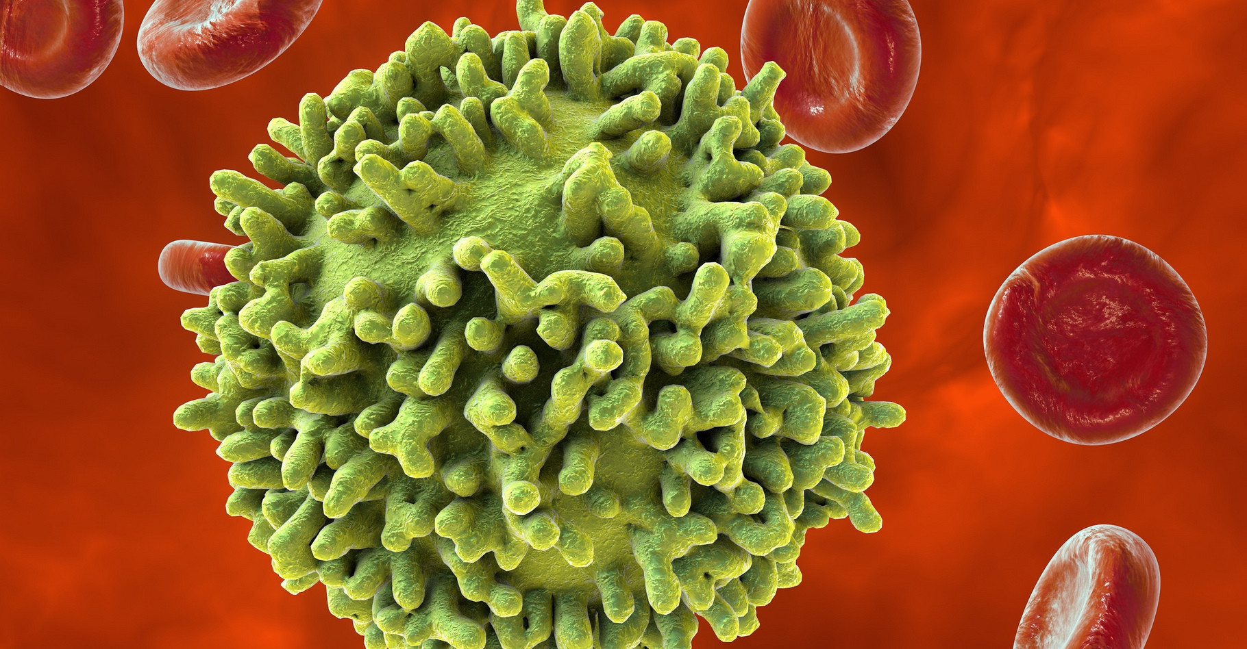 L'ipilimumab est un inhibiteur de l'antigène CTLA-4, lui-même exprimé sur des lymphocytes T. Les lymphocytes T (représentés sur l'image) sont des cellules immunitaires qui peuvent éliminer des cellules cancéreuses. © Kateryna Kon, Shutterstock