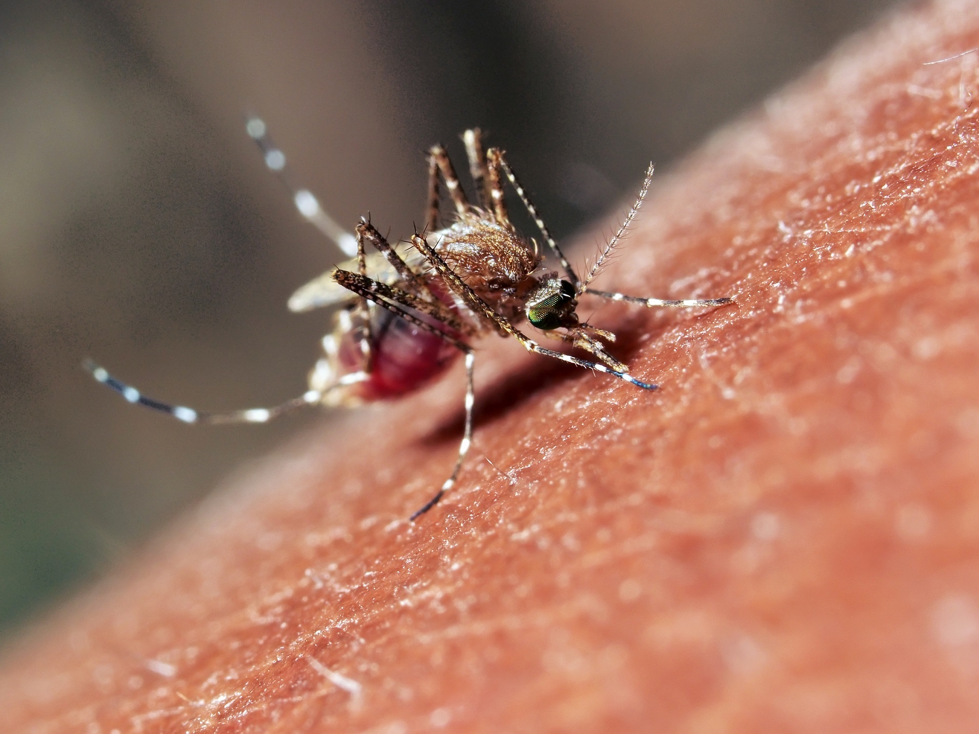 Les arbovirus sont transmis par des arthropodes piqueurs comme les moustiques. © Amir Ridhwan, Shutterstock