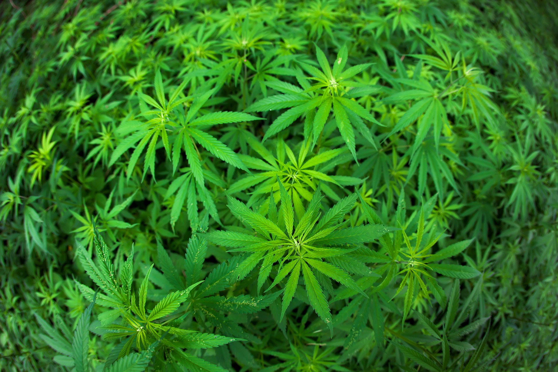 Le cannabis est la drogue illégale la plus consommée en France. © Anton Jankovoy, Shutterstock