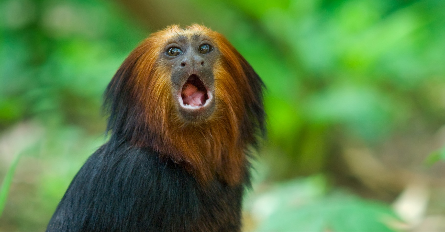 Pour parler comme le singe Titi, il faut veiller à répéter les sons dans le bon ordre. © Eric Gevaert, Shutterstock