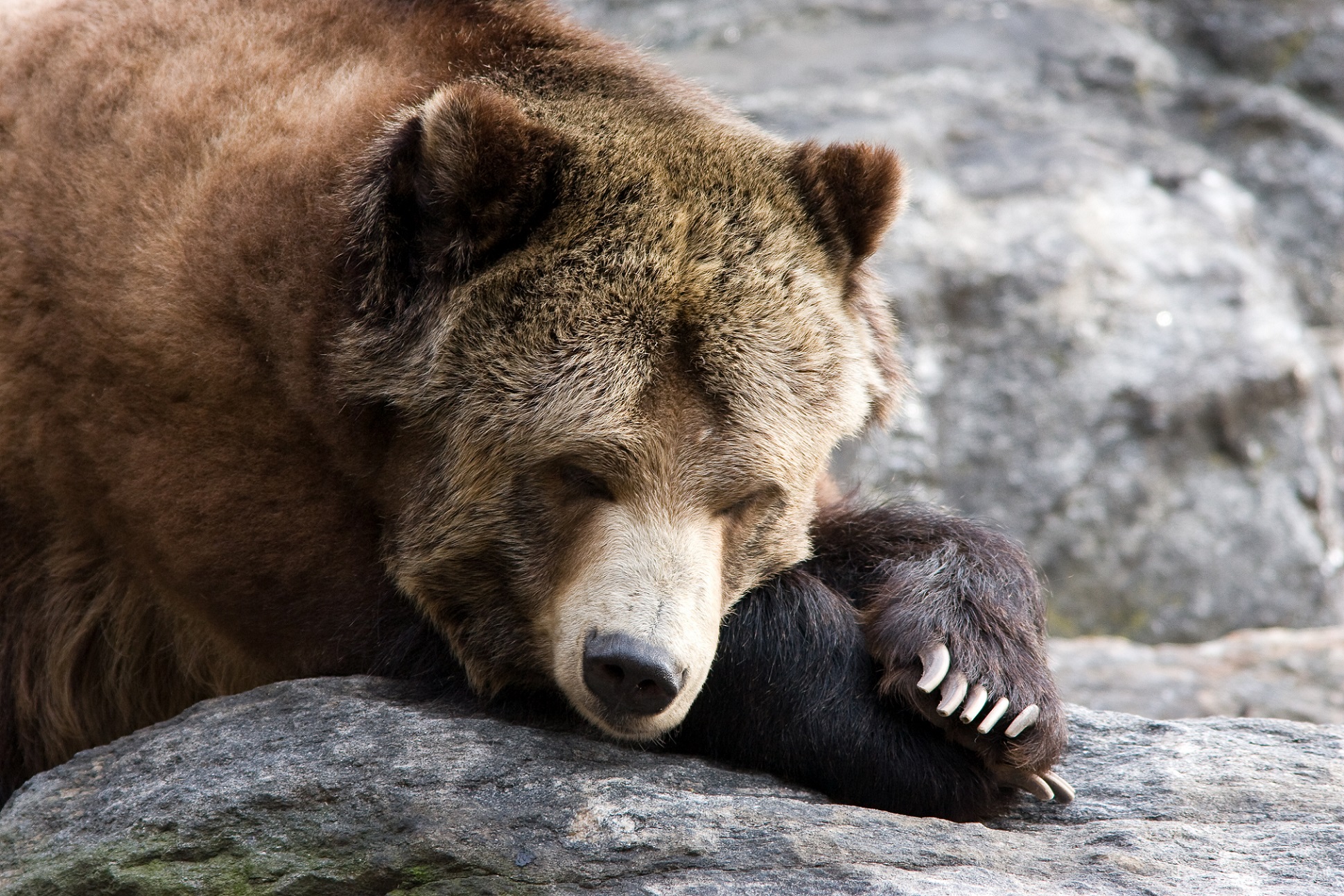 Le tissu adipeux brun permet aux animaux qui hibernent de se réchauffer. © Raj Krish, Shutterstock