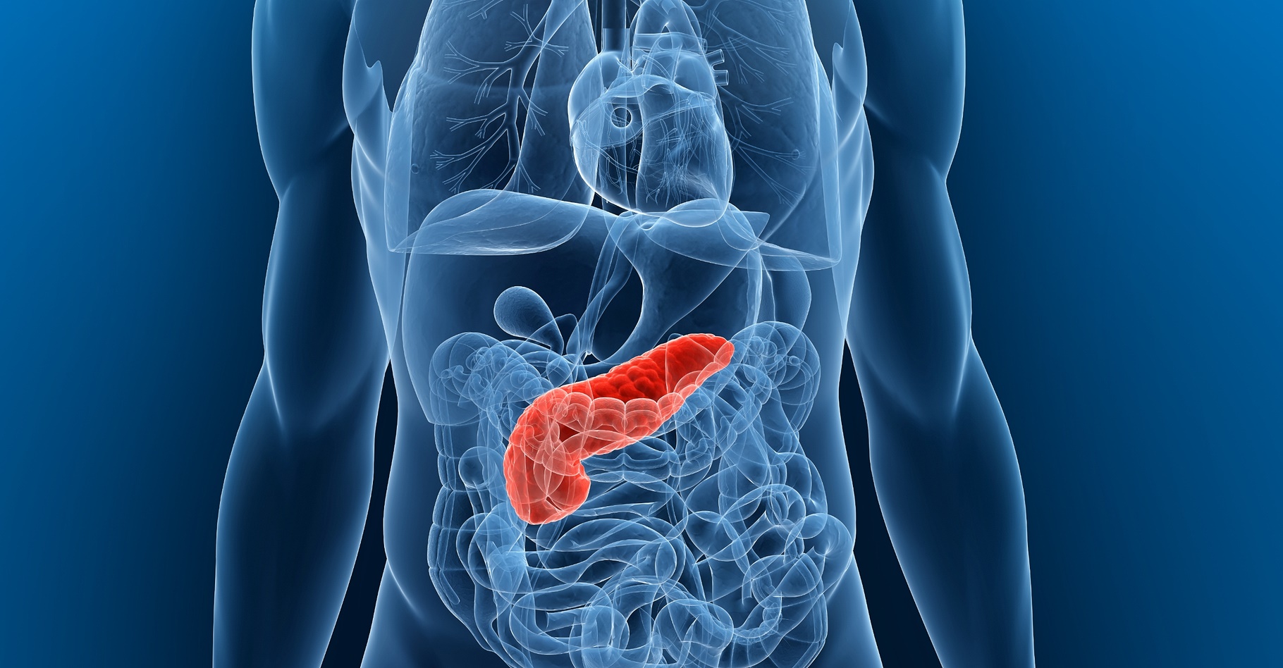 Le cancer du pancréas touche le pancréas, un organe situé derrière l’estomac qui produit des enzymes digestives et des hormones (insuline). © Sebastian Kaulitzki, Shutterstock