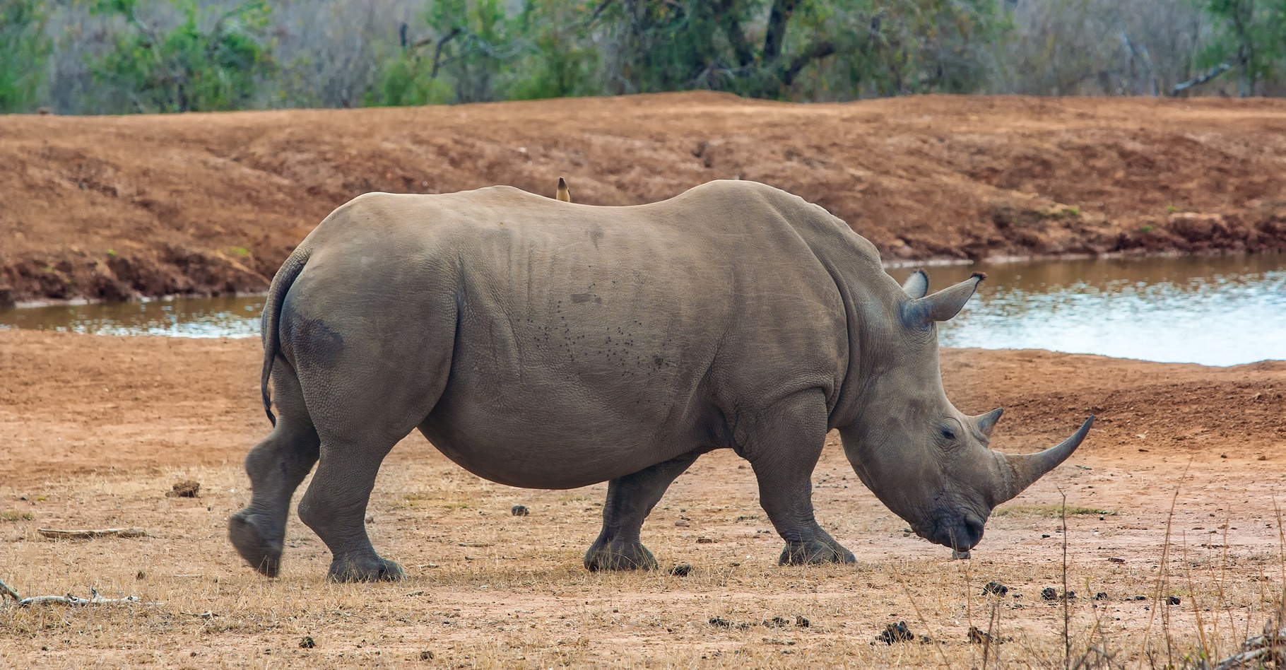 Le rhinocéros blanc d’Afrique a vu&nbsp;sa population augmenter ces dernières années. © Travel Stock, Shutterstock