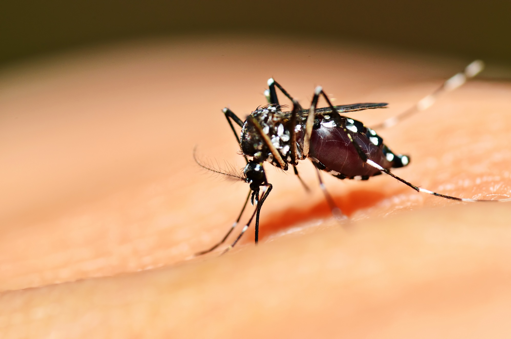 Les moustiques du genre Aedes transmettent des flavivirus. © mrfiza, Shutterstock