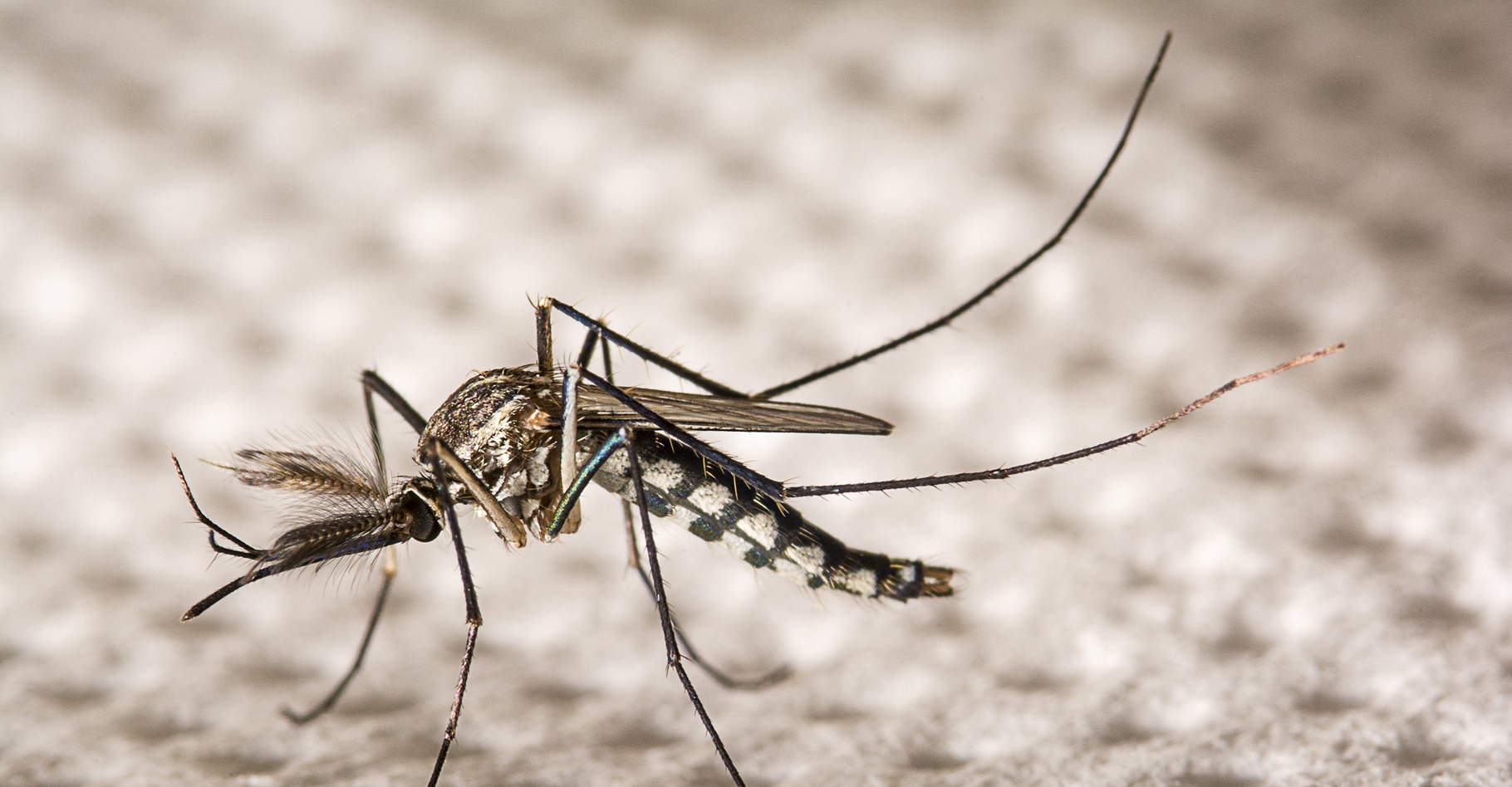 Le virus Zika, qui se transmet par la piqûre de moustique, est associé à la microcéphalie des nouveau-nés. Une recherche suggère pourtant qu'il pourrait être une arme contre le cancer du cerveau. © nuwatphoto, Shutterstock