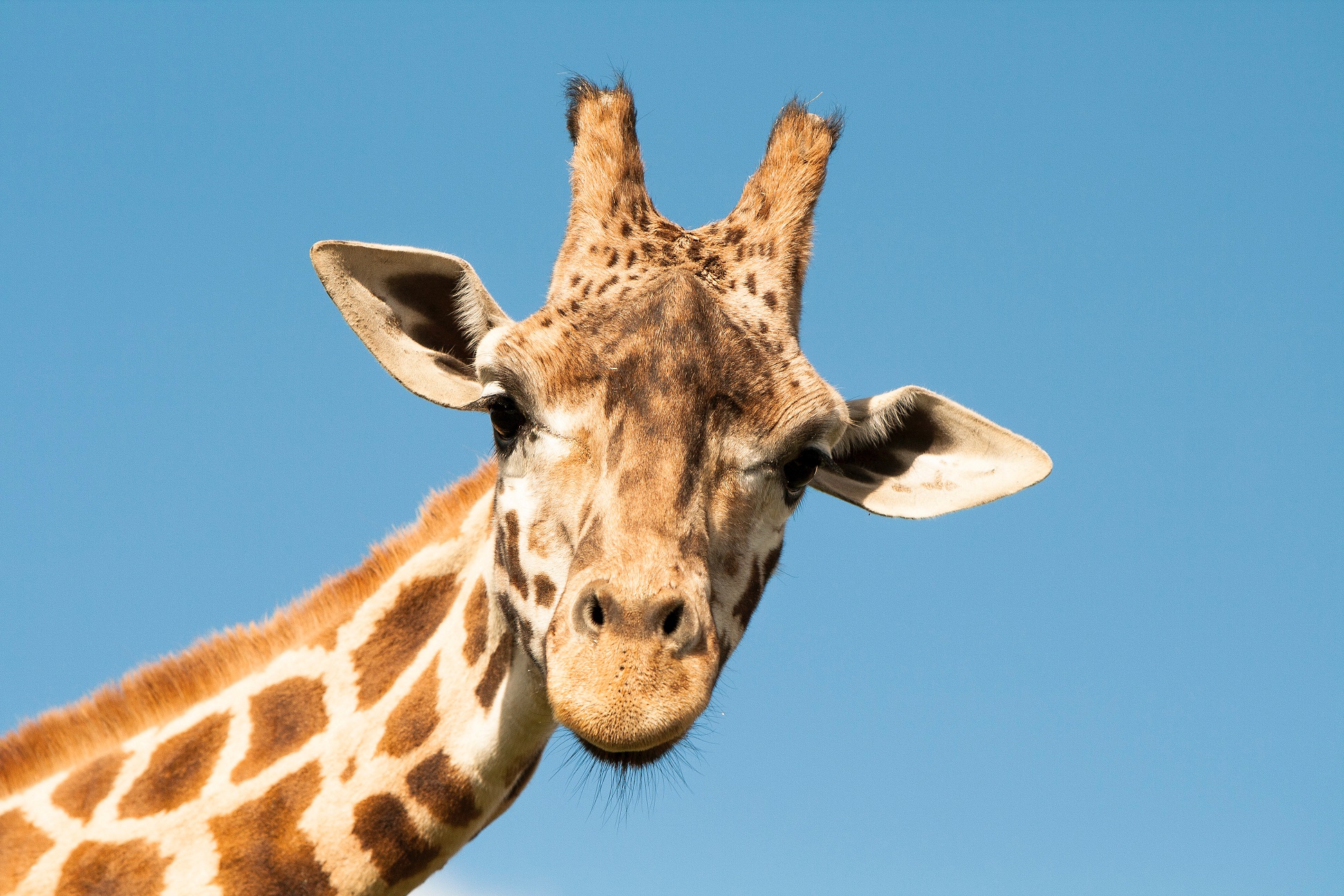 La girafe est le plus haut des animaux terrestres. © sivanadar, Shutterstock