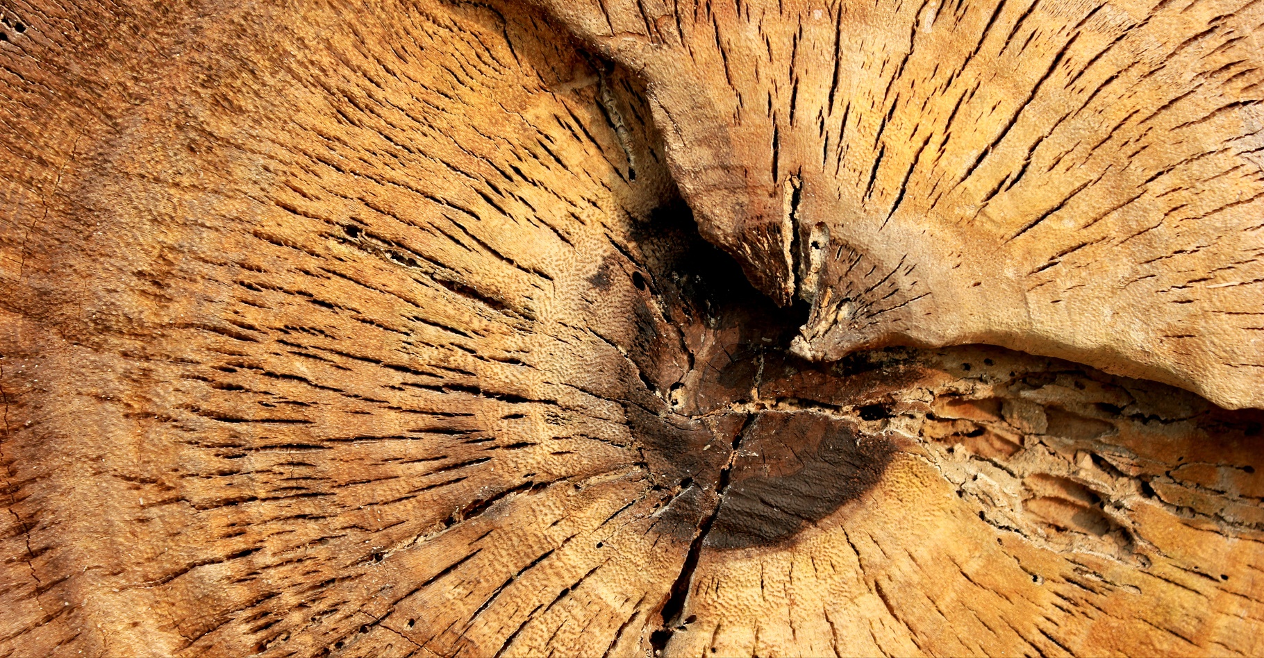 L’hémicellulose est un composant du bois. © wichai Deewong, Shutterstock
