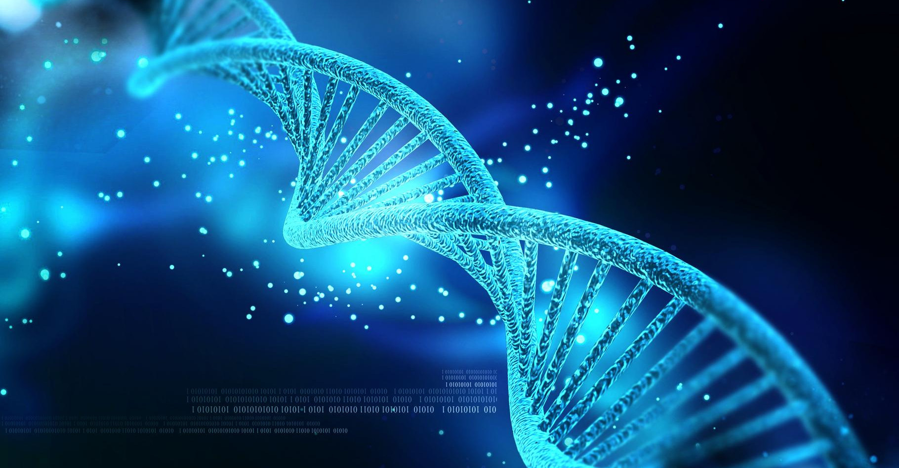 Un allèle est une version d'un gène (lui même étant un fragment déterminé d'une séquence d'ADN). Si un allèle est neutre, il ne confère ni avantage ni inconvénient du point de vue de la sélection naturelle. © Creations, Shutterstock 