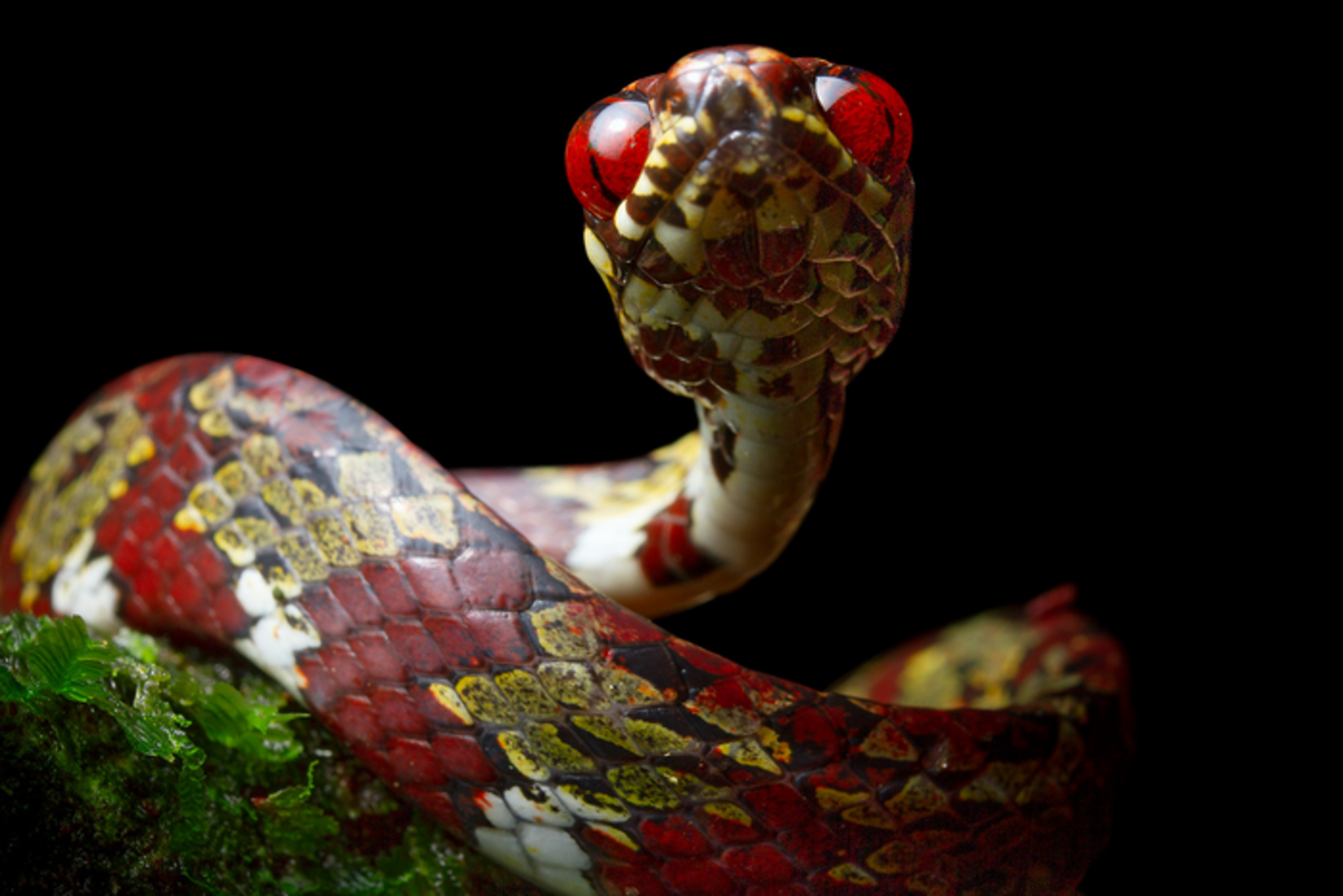 Ce serpent (Sibon canopy) est nommé en l'honneur des réserves Canopy Family qui organise des séjours d'écotourisme responsable notamment à El Valle de Antón, dans la province de Coclé, au Panama. © Alejandro Arteaga