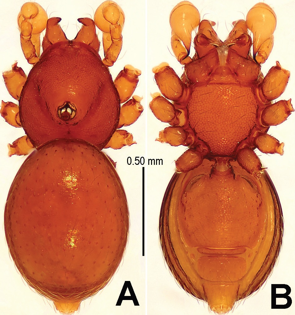 L’araignée mâle Sinamma oxycera a un tubercule sur le céphalothorax (face dorsale à gauche, face ventrale à droite). © Yucheng Lin, Shuqiang Li, ZooKeys, 2014, cc by sa 4.0