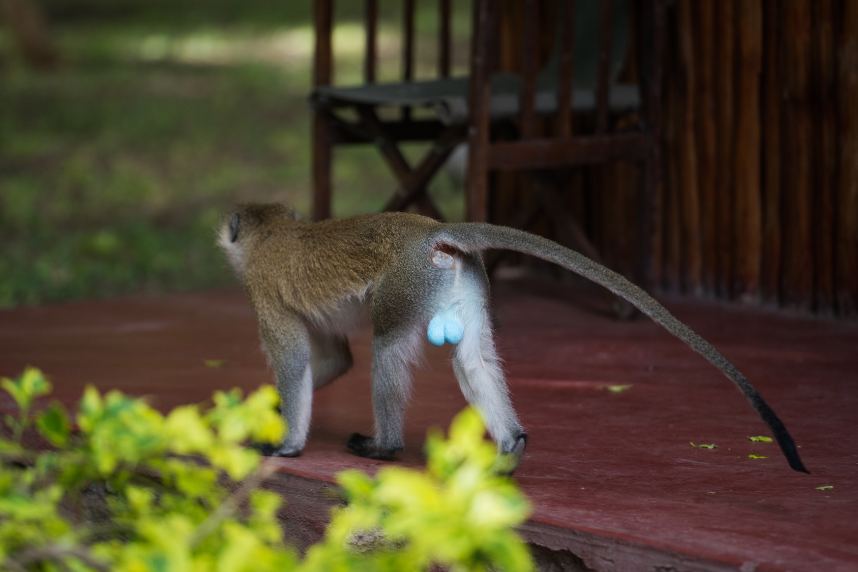 Chez le singe vervet, le scrotum est bleu. © ilyaska, Fotolia