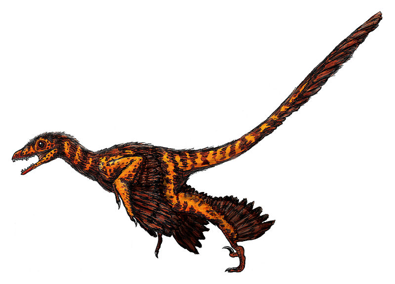 Les coelurosauriens regroupent les dinosaures bipèdes apparentés aux oiseaux, comme ce&nbsp;Sinornithosaurus. Souvent de petite taille, la superfamille a connu des membres géants à la fin du règne des dinosaures, durant le Crétacé, comme le tyrannosaure. © FunkMink, Wikipédia, cc by sa 3.0