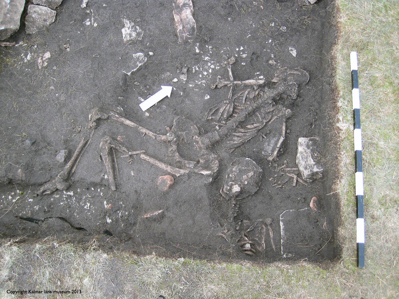 Squelette retrouvé sur le site d'Öland. © Max Jahrehorn, Kalmar läns museum