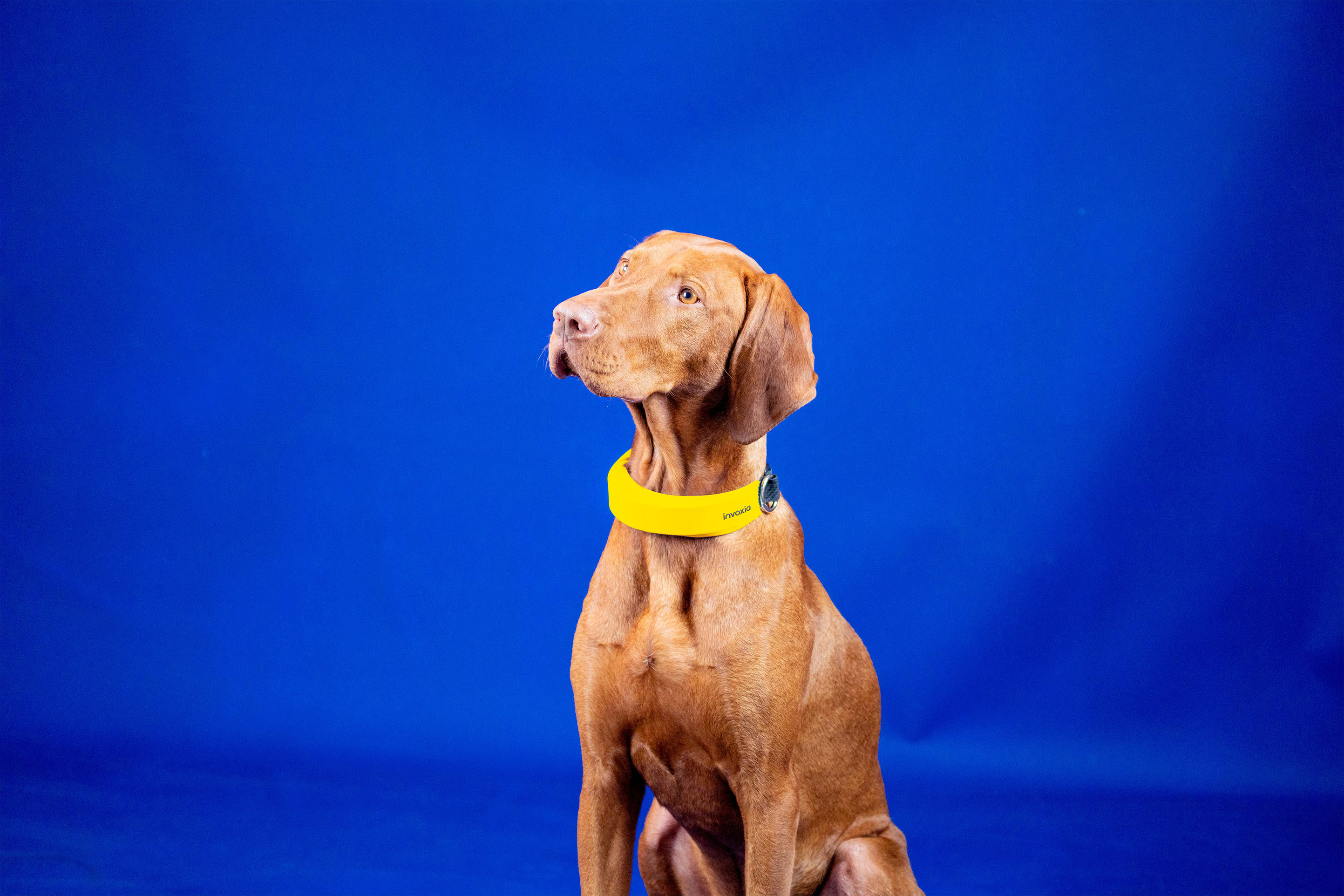 Une des innovations présentées au CES 2022, le Smart Dog Collar d'Invoxia qui analyse en continu le rythme cardiaque de votre chien.&nbsp;© Invoxia