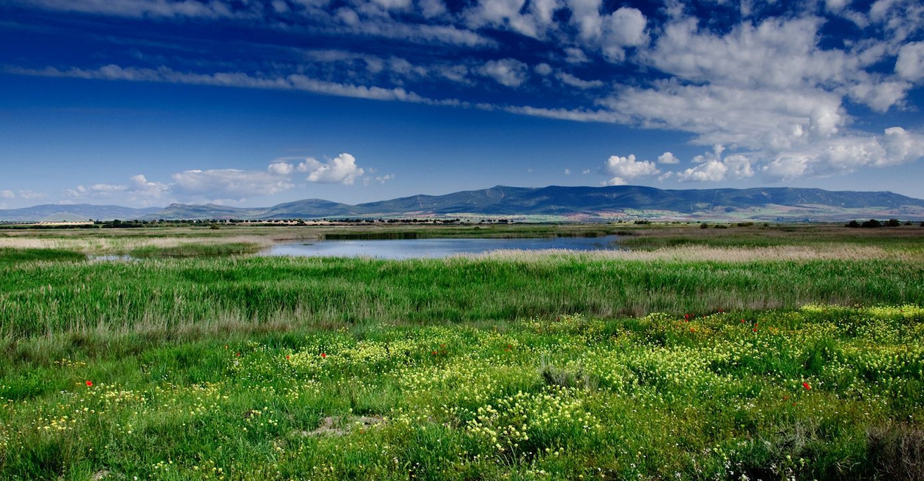 Les prairies font partie des biomes qui souffriraient le plus des activités humaines. Ici, une prairie dans le Parc national des Tablas de Daimiel, en Espagne. © yannboix, Flickr, CC by 2.0